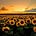 Covid Truth, 9/11 Truth, USS Liberty Truth & More for Peace