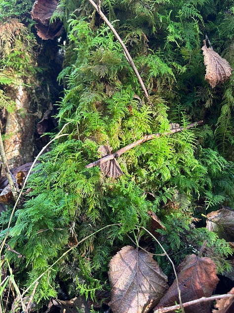Hazel Woods, Torrisdale, Argyll, Scotland
