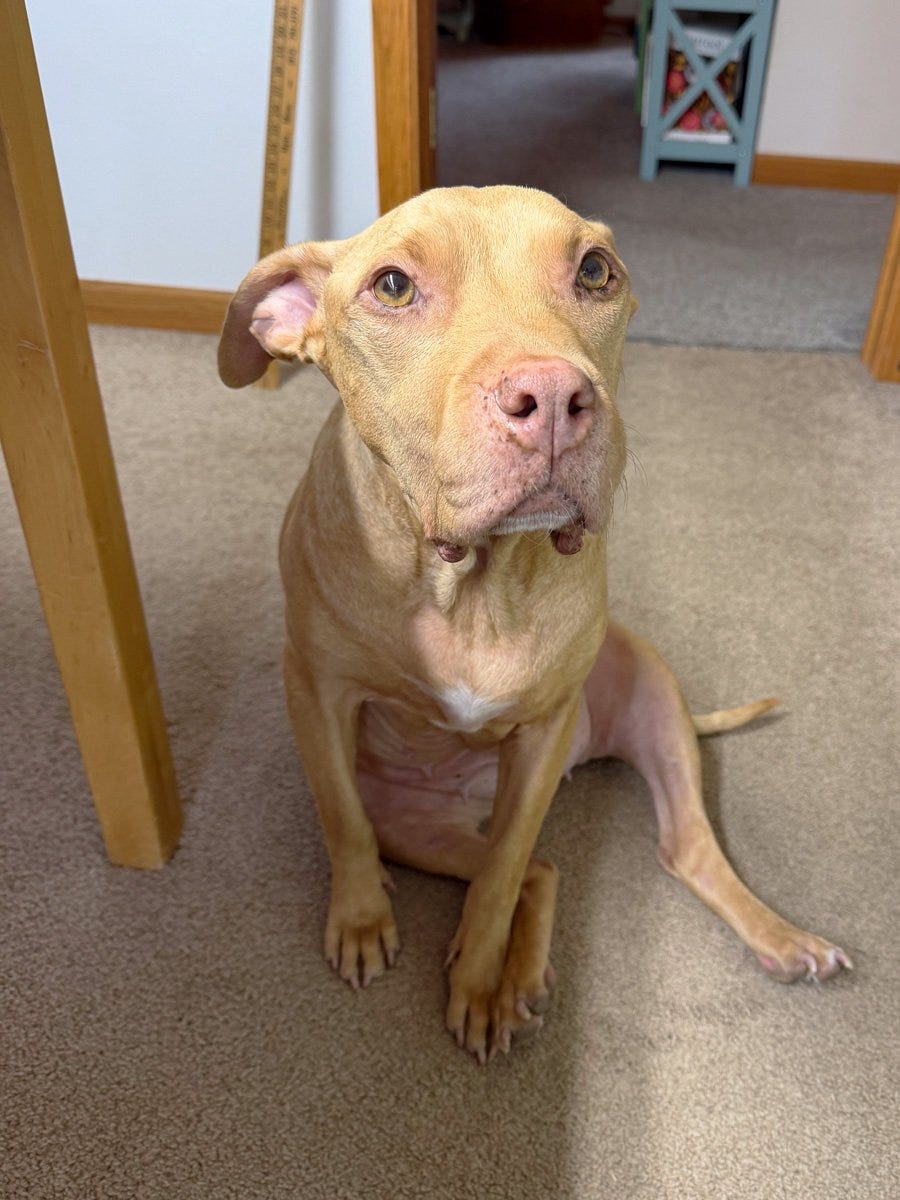 a sweet golden and pink pitbull is the perfect studio companion for artist Anne Butera