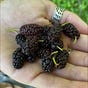 Backyard Berry's avatar