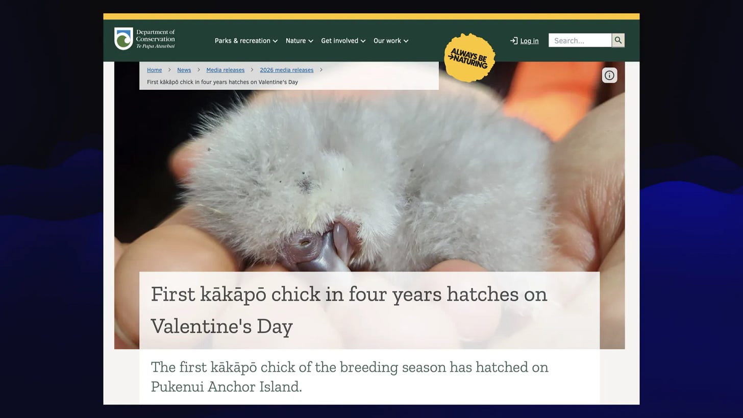 Headline on New Zealand's Department of Conservation website:

First kakapo chick in four years hatches on Valentine's Day. It's a grey fluffy ball.