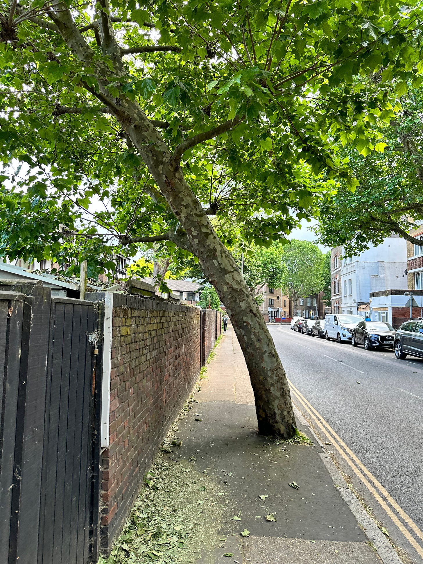A photo of my leaning tree again. It is a bright day, the tree's branches are full of leaves. There is no traffic.