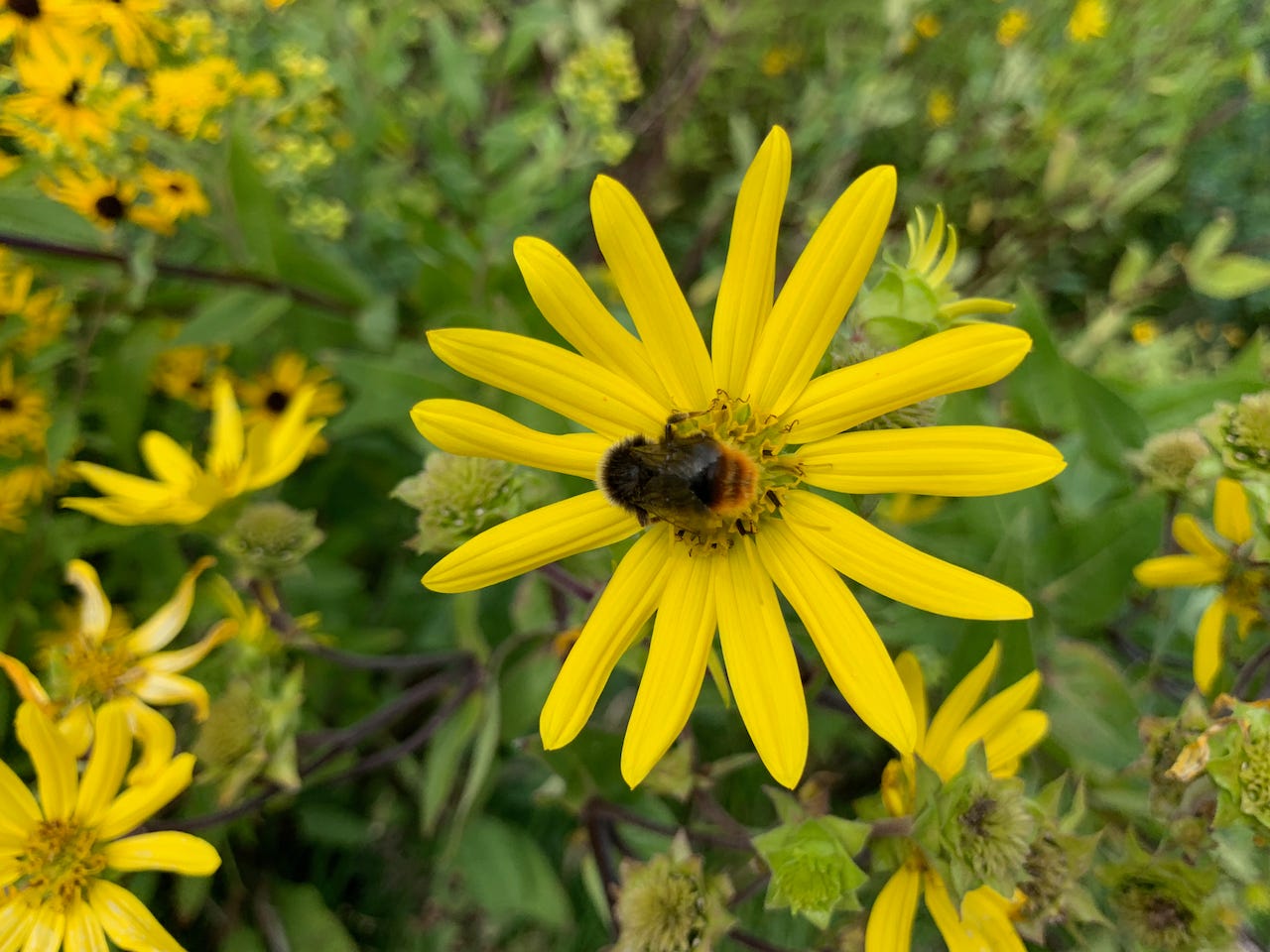 Photo by Author — Flower and Bee