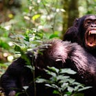 The Mindfulness Of The Natural Fighter