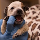 Sebastopol cuts ties with North Bay Animal Services, signs on with Humane Society