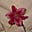 🌺مَنالْ's avatar