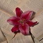 🌺مَنالْ's avatar