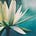 Tucson Yoga Collective's avatar