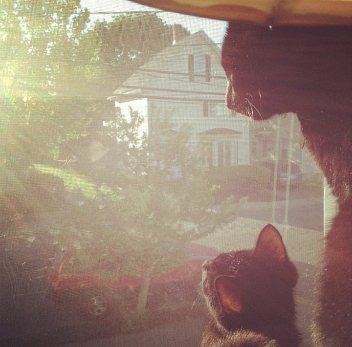 Ellum and silly in various pictures together looking out the window, snuggling in bed, on a bag, and in a shoebox together.