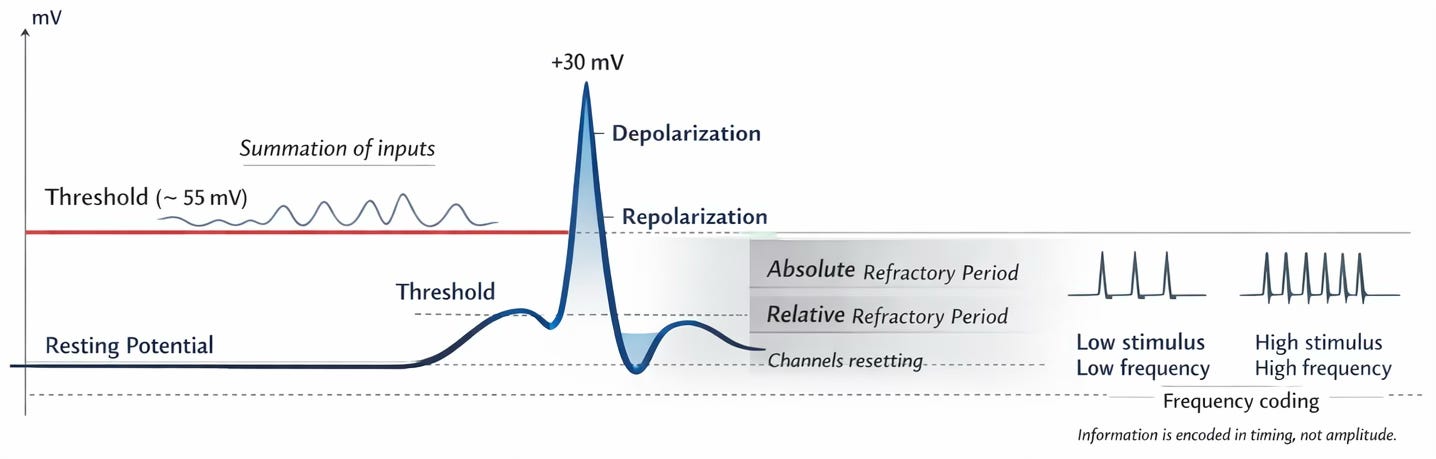 How a Nerve Fires