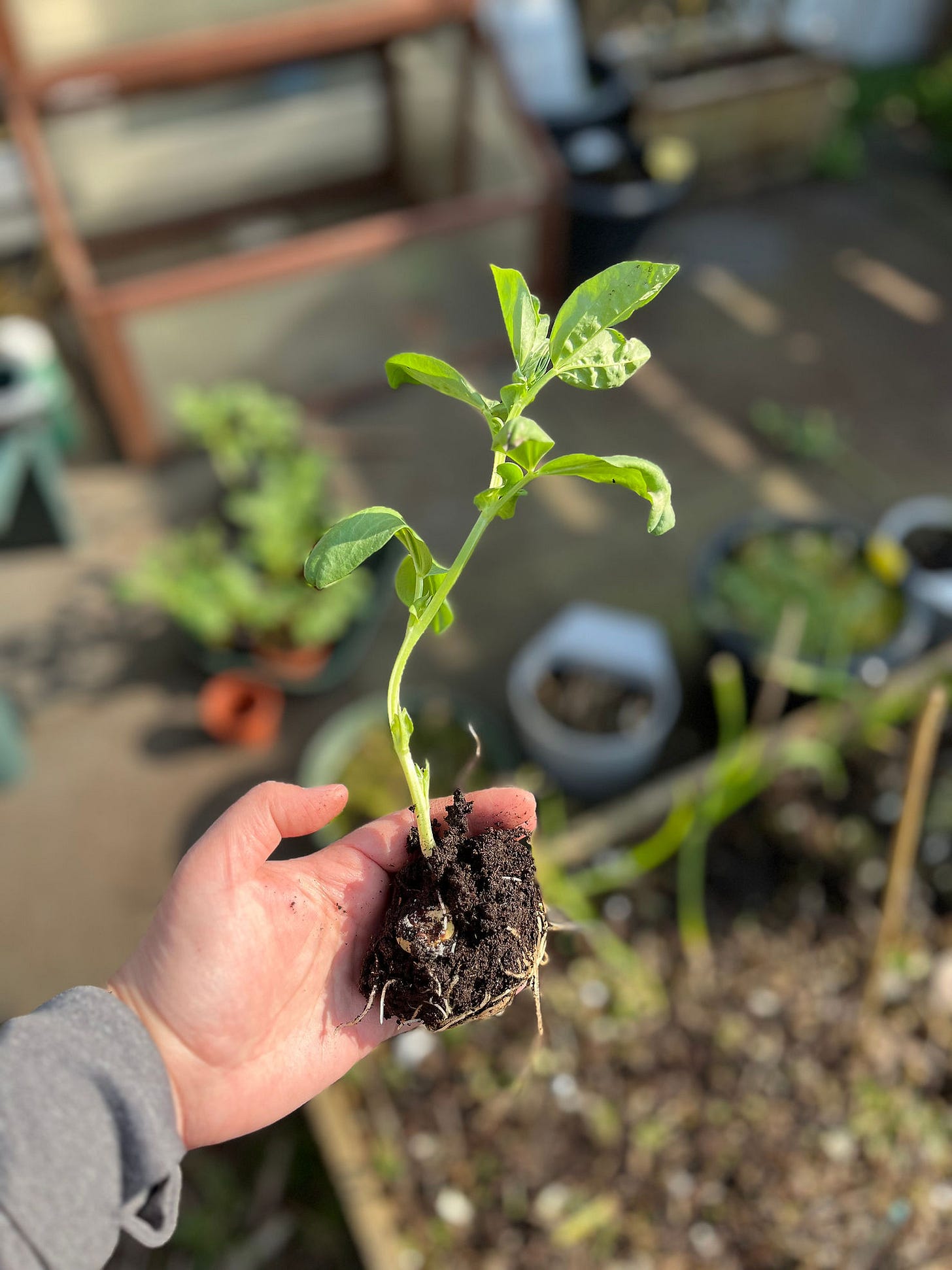 gardening lesson
