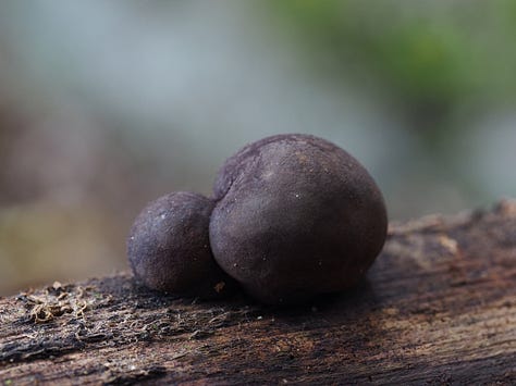 black coal fungus