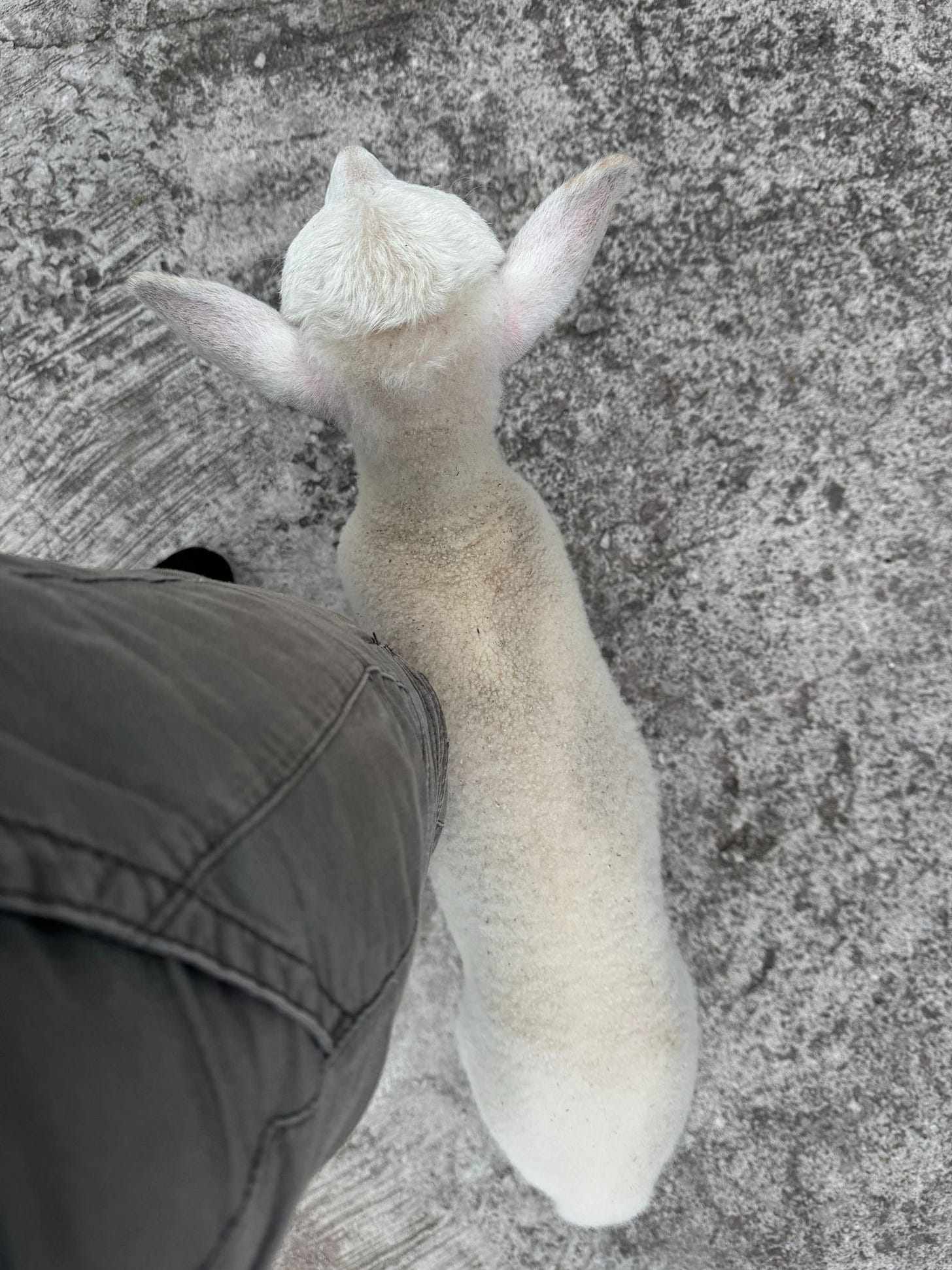Lamb Chop stuck to me like glue