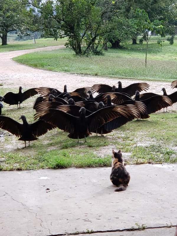I donno; caption this - Credit: Reddit/u/ronaldplett
