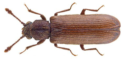 Need to Know: How to Get Rid of Powderpost Beetles - Pestkilled