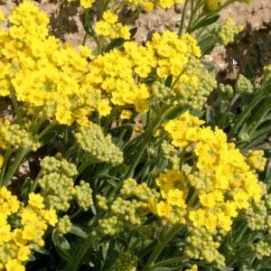 Alyssum montanum aka Mountain gold