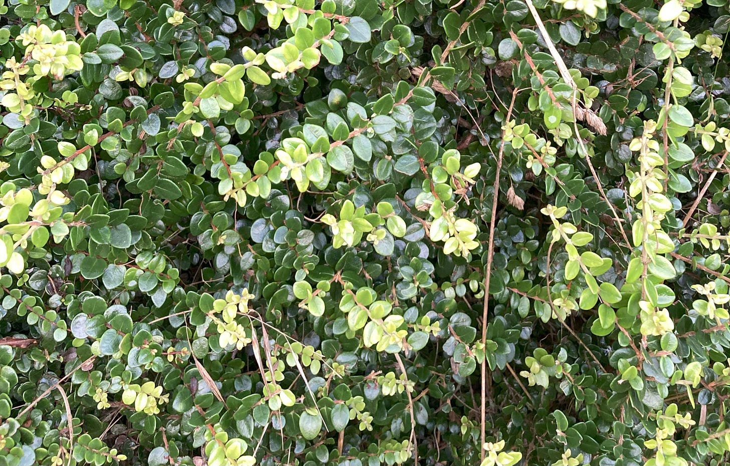 Stems and leaves of vine, the new leaves pale green with the mature leaves dark green and glossy