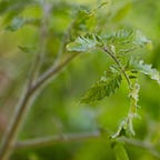 The Process of Healing - Emily Sue Allen