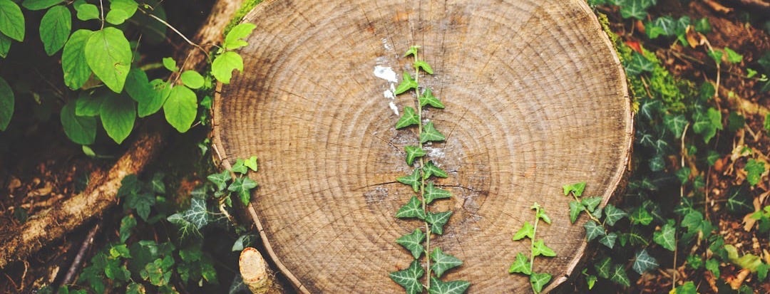 high angle photo of cut tree trunk