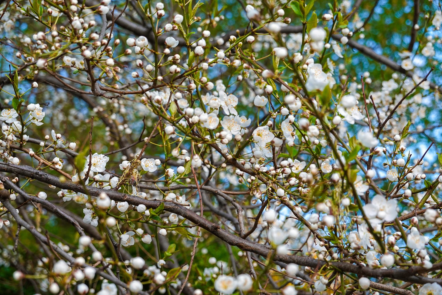 Spring tree in bloom