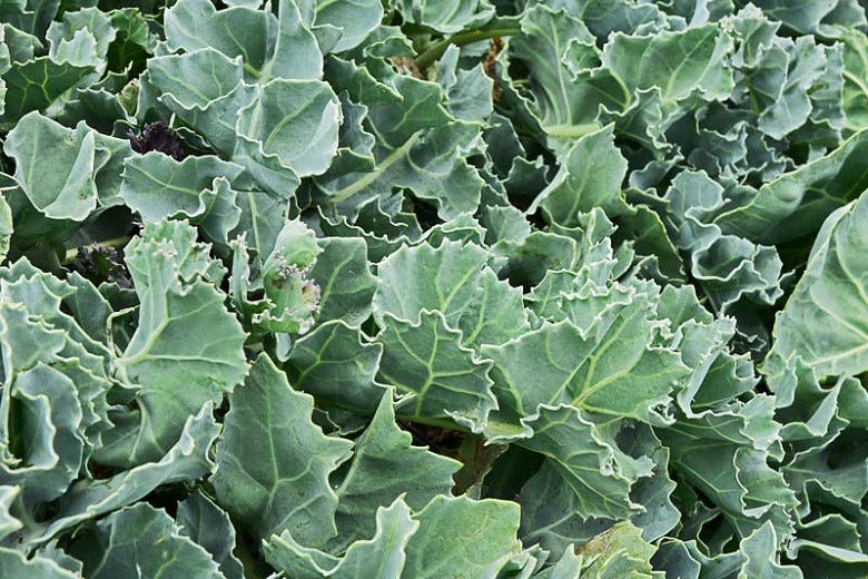 Crambe maritima (Sea Kale)