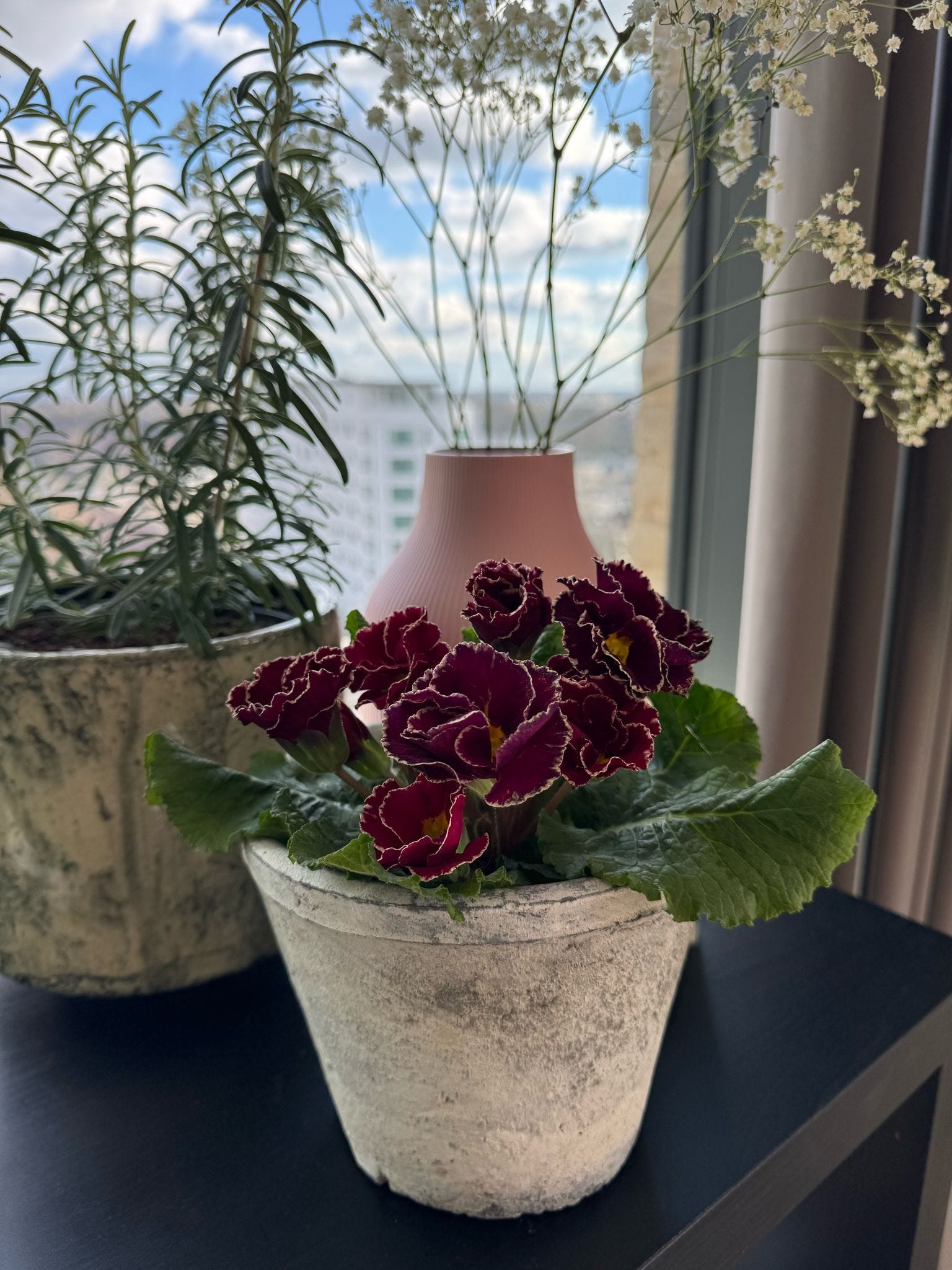 A new seed-raised Primrose to spice up winter plantings: Flamenco