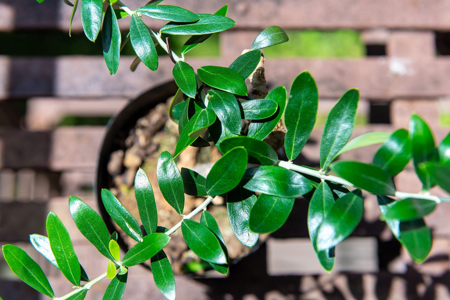 ID: Olive pre bonsai viewed from above