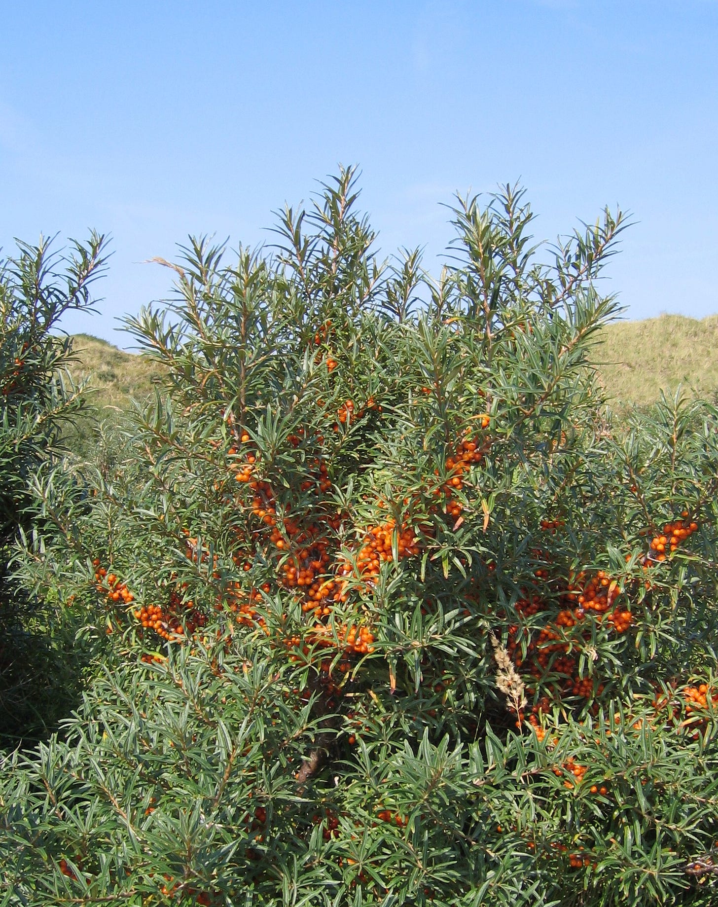 Hippophae - Wikipedia