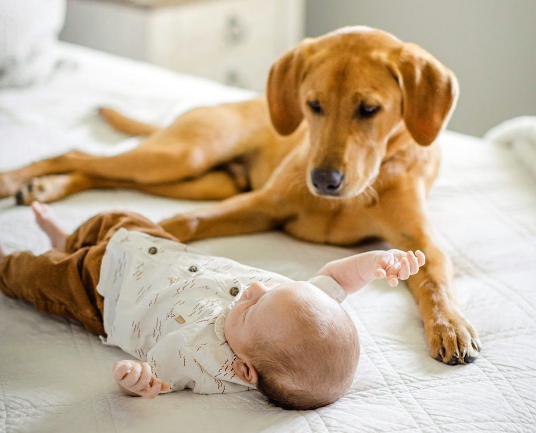 a brown dog laying on top of a bed next to a baby