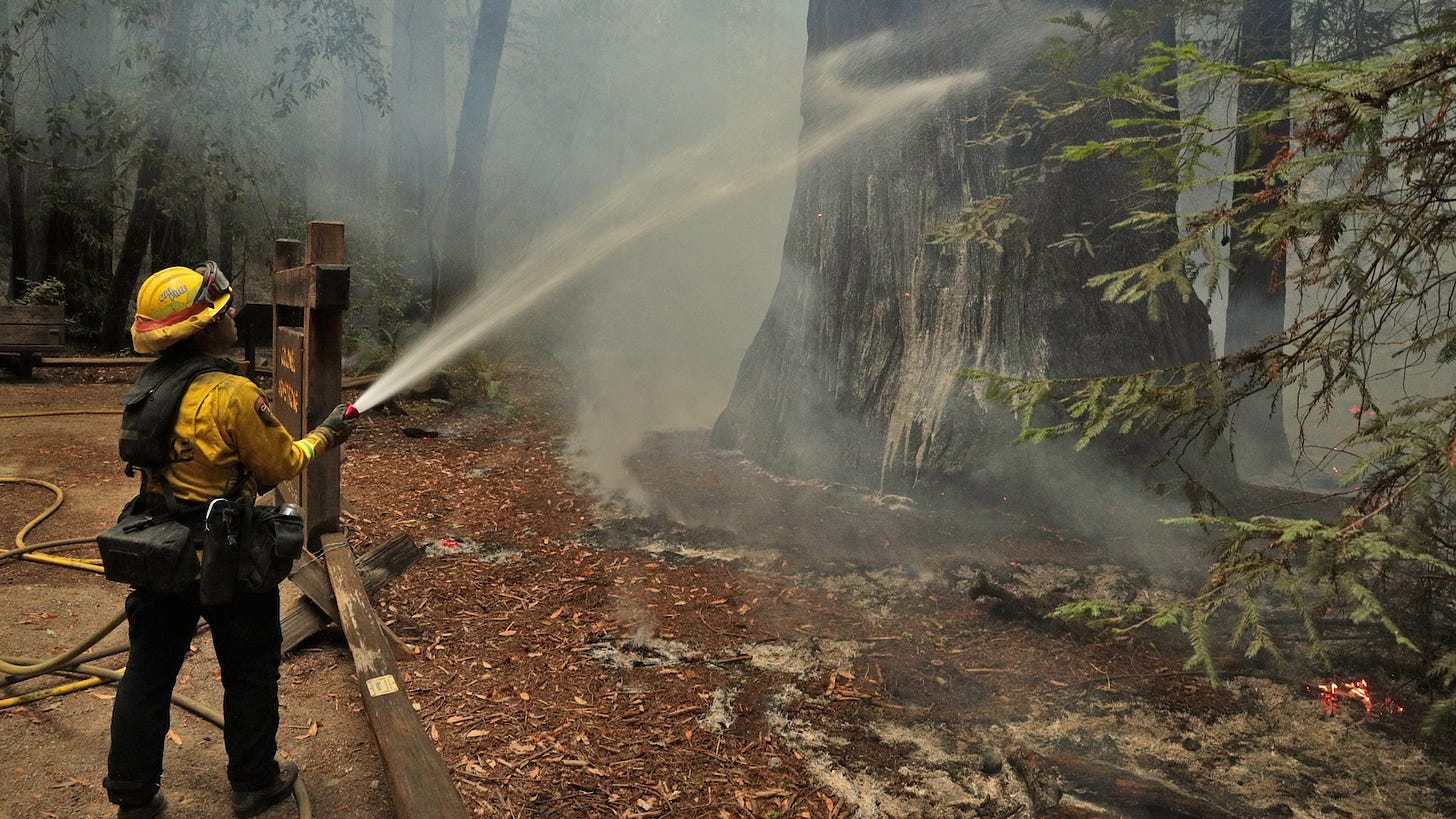 firefighter with their back to camera sprays foam on giant redwood tree with smoke surrounding it