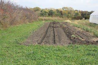 Field wilted greens