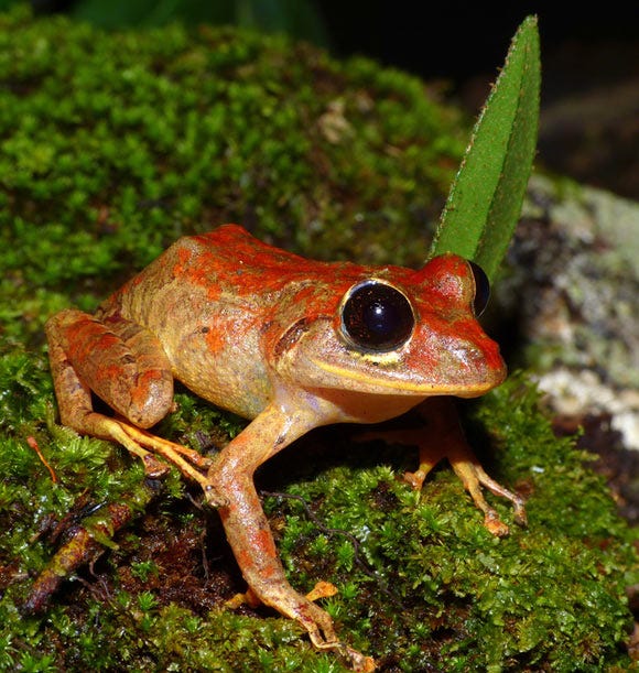 The Greta Thunberg’s rainfrog (Pristimantis gretathunbergae). Image credit:  Konrad Mebert.