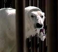 Binky the Polar Bear in the Anchorage, Alaska Zoo.