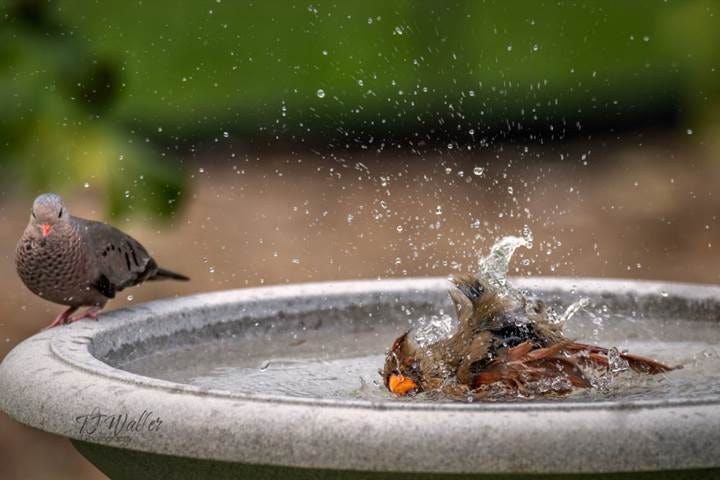 Communal Bath for Birds