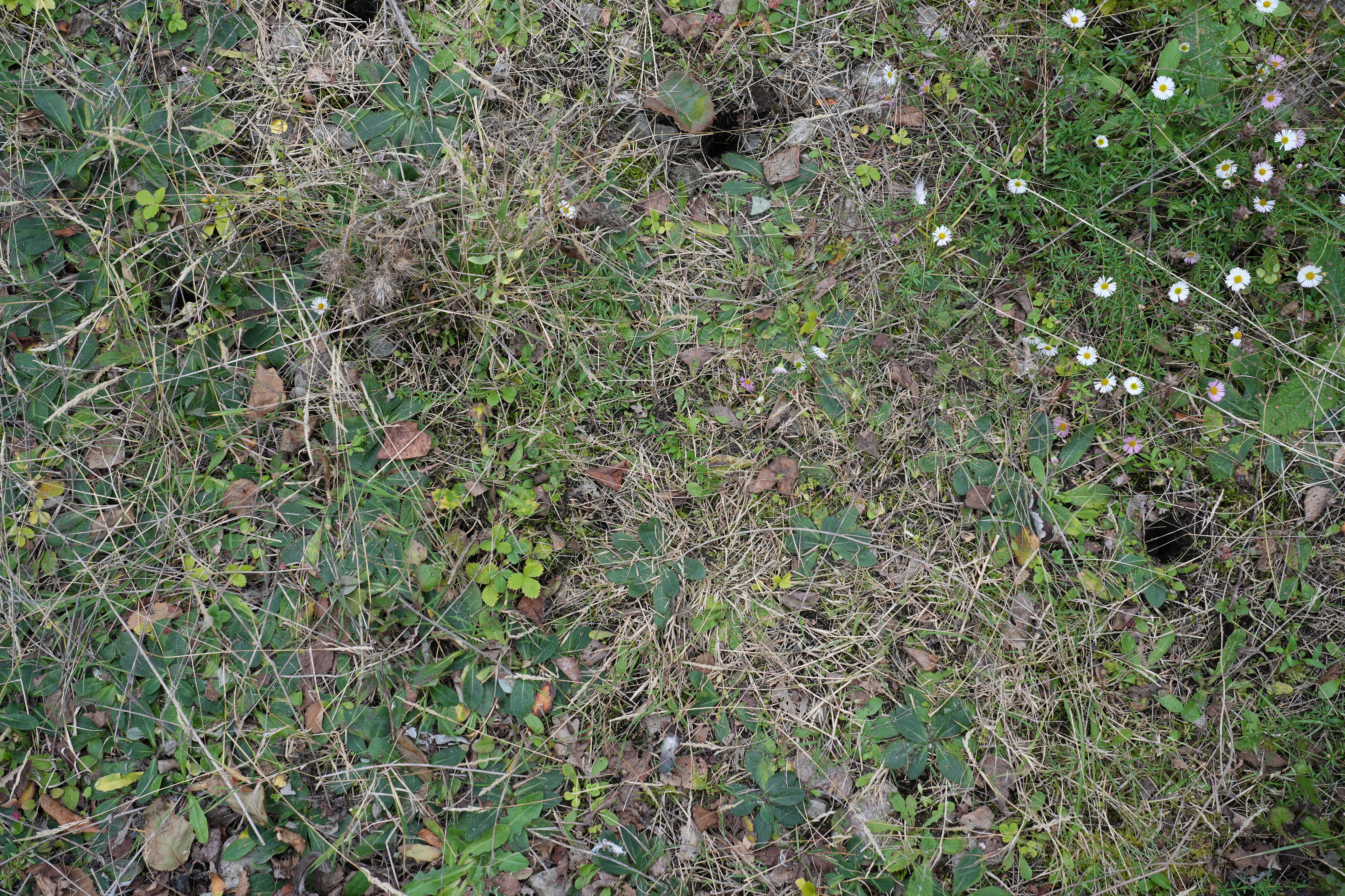 Tight knit plant community Tight knit plant community