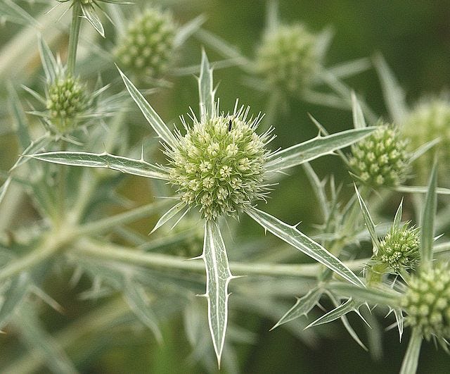 Eryngium campestre aka Eryngium