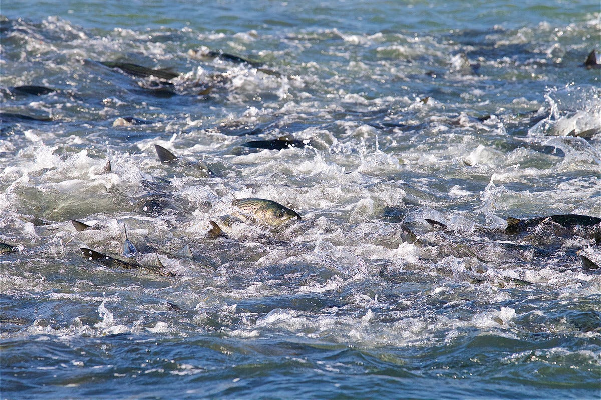 Season of the Blitz - Anglers Journal - A Fishing Life