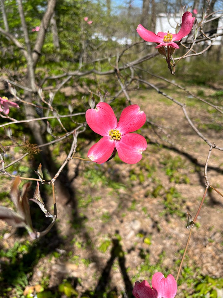 Pink and white dogwood tree flowers