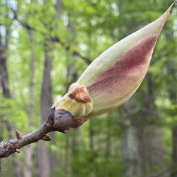 Notes from a Stick Curator