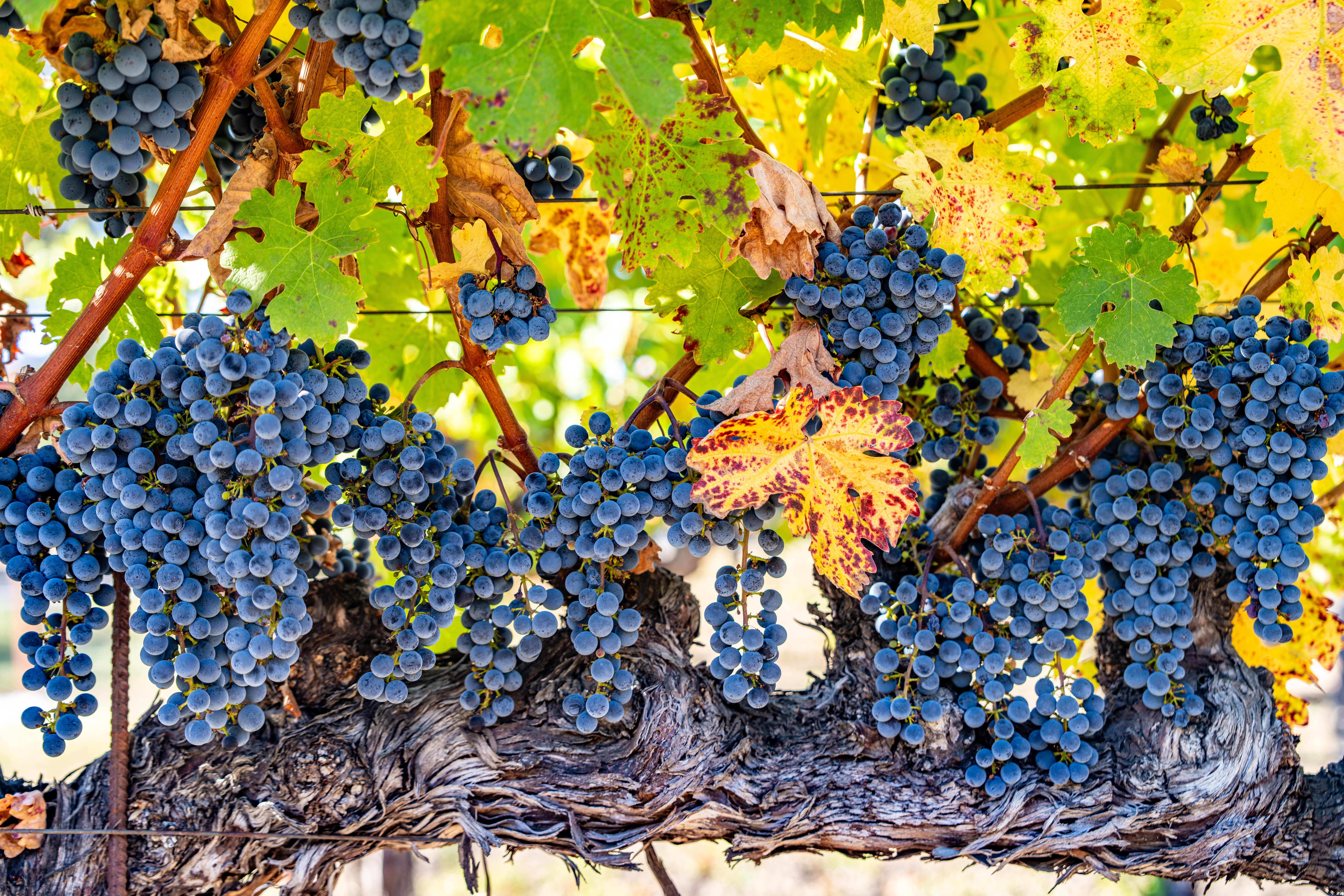 洋書 Beyond The Grapes: Napa Valley 洋書 Beyond The Grapes: Napa Valley 洋書 Beyond The Grapes