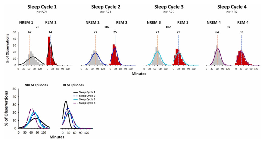 Sleep stage transitions, ultradian cycles (& 3am wakeups) https%3A%2F%2Fsubstack post media.s3.amazonaws.com%2Fpublic%2Fimages%2Fbaf790f3 ac67 4a15 82ef