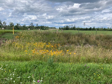 Three photos: one) Copper baby sitting on a sofa in an RV camper, two) a field with yellow daisies in the foreground, three) pine tree trunks and underbrush.