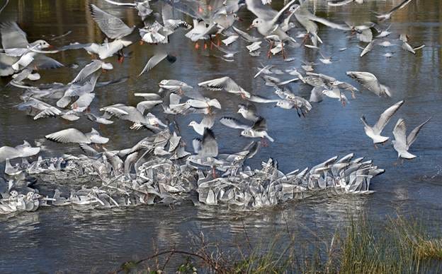 A flock of birds flying over water

AI-generated content may be incorrect.