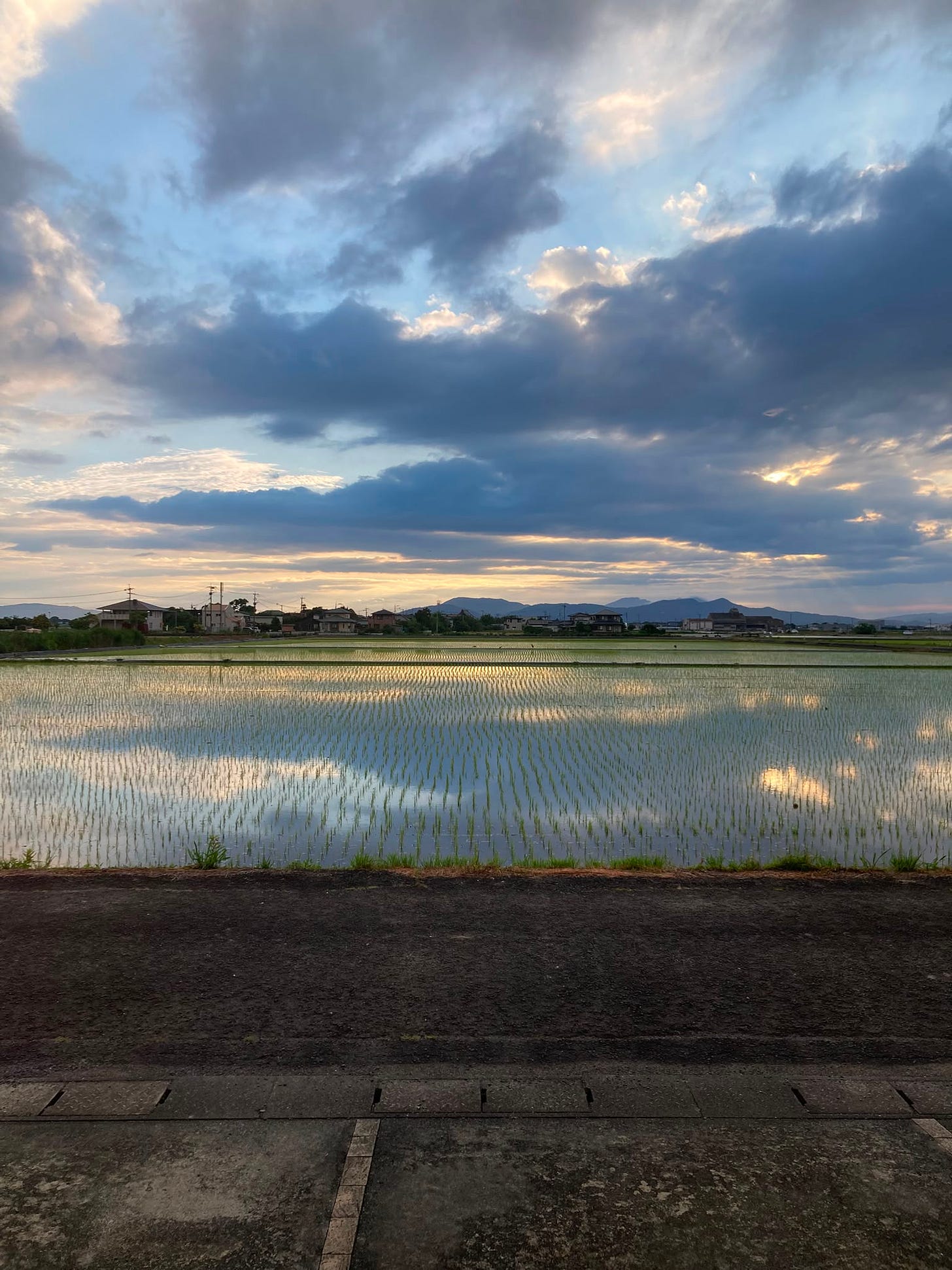 水田の写真
