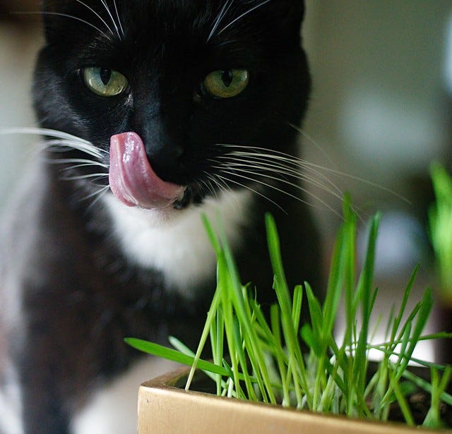 Tsukimaru Goes Veggie Tsukimaru Goes Veggie