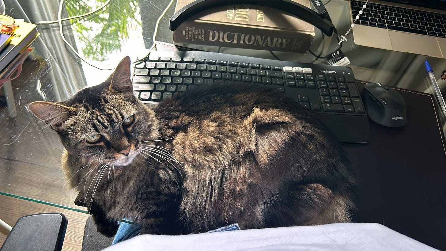 Athena, a long-haired tabby with golden eyes, rests calmly on her mommy’s lap at the work desk. She is relaxed as she looks up with a peaceful expression. Athena's posture is soft and content, she enjoys the warmth of her environment while taking in the surroundings with a serene gaze. Athena, a long-haired tabby with golden eyes, rests calmly on her mommy’s lap at the work desk. She is relaxed as she looks up with a peaceful expression. Athena's posture is soft and content, she enjoys the warmth of her environment while taking in the surroundings with a serene gaze.