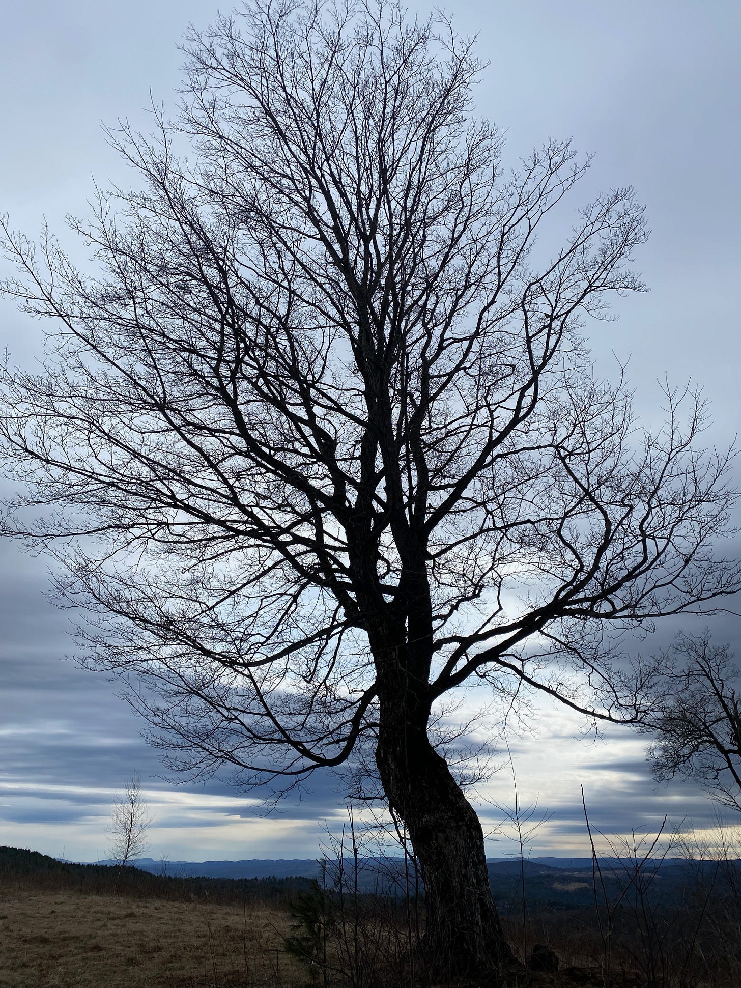 A majestic sugar maple silhouetted against a dramatic cloudy sky on a ridgetop.