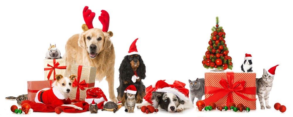 Top 10 Gifts for Your Pets 2016 images Top 10 Gifts for Your Pets 2016 images