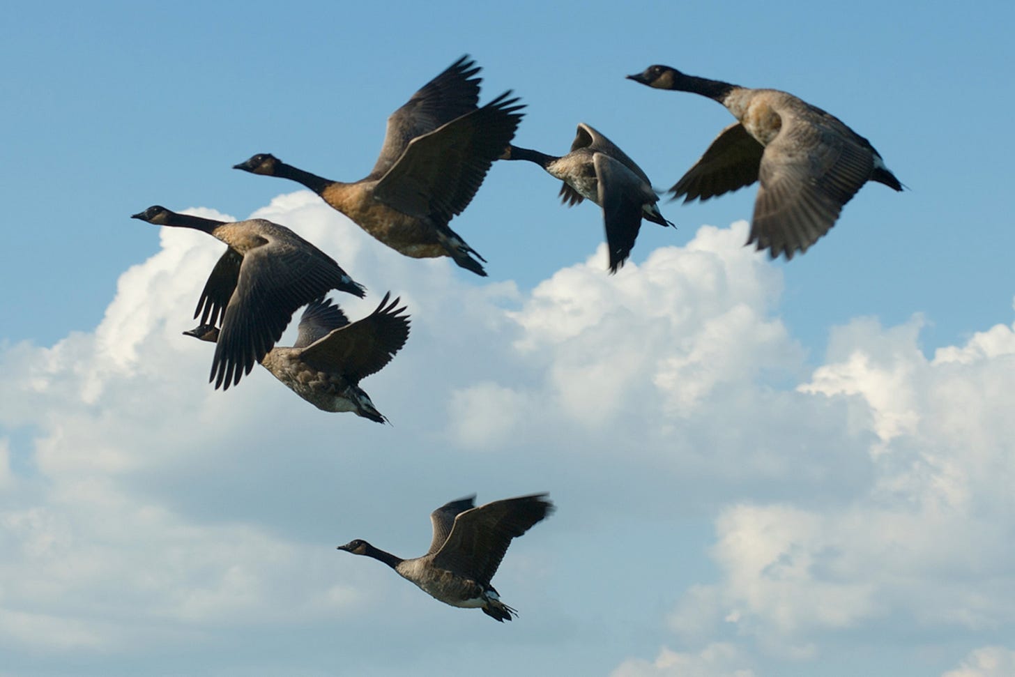 Canada Goose