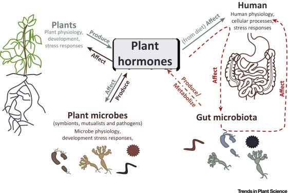 Plant Hormones: Key Players in Gut Microbiota and Human Diseases? -  ScienceDirect